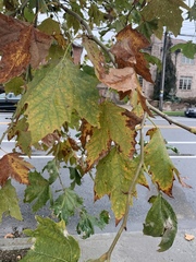 Platanus occidentalis