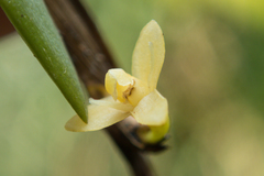 Dendrobium aloifolium