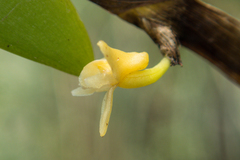 Dendrobium aloifolium