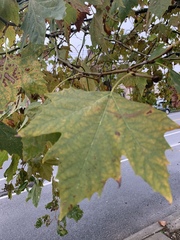 Platanus occidentalis