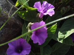 Ipomoea oblongata
