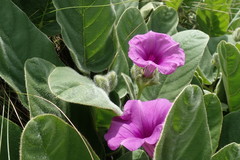 Ipomoea oblongata