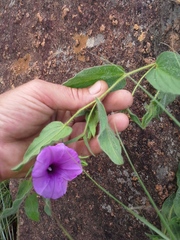 Ipomoea oblongata