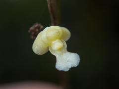 Dendrobium aloifolium