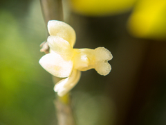Dendrobium aloifolium
