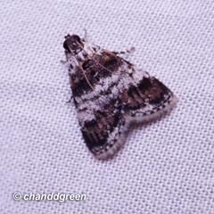 Salma ridiculalis