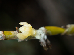 Dendrobium aloifolium