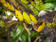 Dendrobium aloifolium