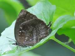 Mahathala ameria