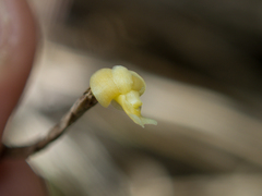 Dendrobium aloifolium