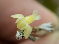 Dendrobium aloifolium