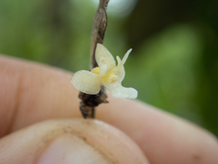 Dendrobium aloifolium