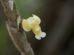 Dendrobium aloifolium