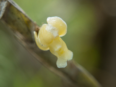 Dendrobium aloifolium