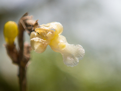 Dendrobium aloifolium