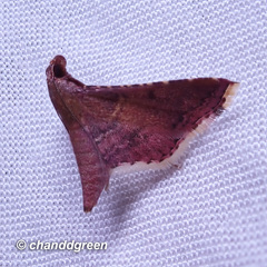 Endotricha olivacealis