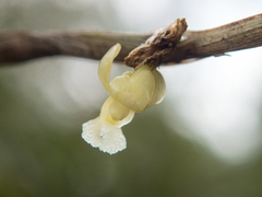 Dendrobium aloifolium