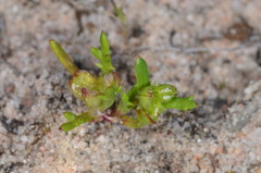 Brachyscome perpusilla