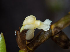 Dendrobium aloifolium