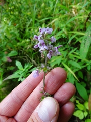 Stachys hispida