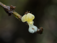 Dendrobium aloifolium