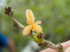 Dendrobium aloifolium
