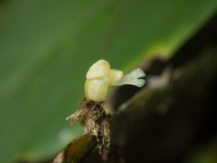 Dendrobium aloifolium