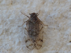 Tachycixius pilosus
