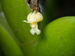 Dendrobium aloifolium