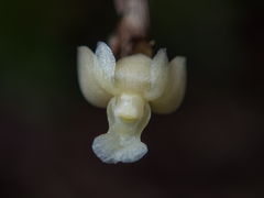 Dendrobium aloifolium