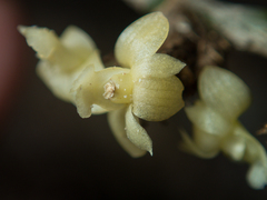 Dendrobium aloifolium