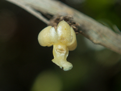 Dendrobium aloifolium