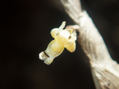 Dendrobium aloifolium