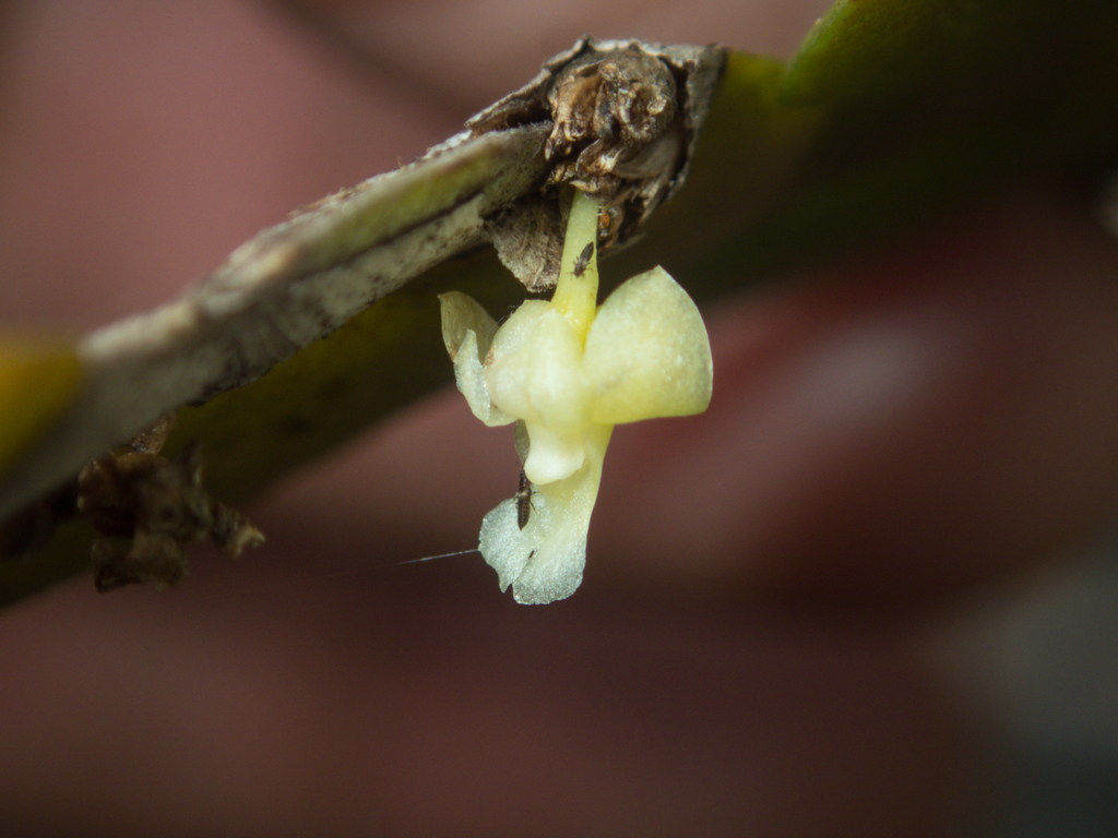 Dendrobium aloefolium Rchb.f., 1861 3