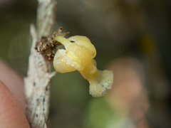 Dendrobium aloifolium