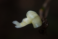 Dendrobium aloifolium