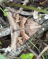 Drasteria philippina