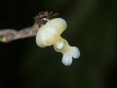 Dendrobium aloifolium