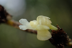Dendrobium aloifolium