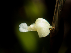 Dendrobium aloifolium