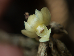 Dendrobium aloifolium
