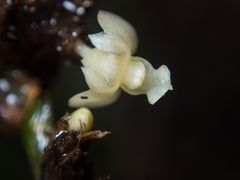 Dendrobium aloifolium