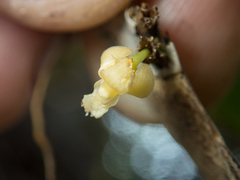 Dendrobium aloifolium