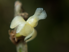 Dendrobium aloifolium
