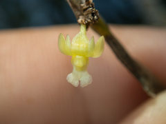 Dendrobium aloifolium