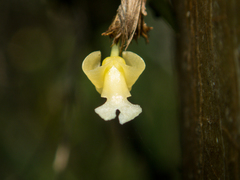 Dendrobium aloifolium