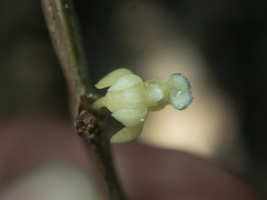 Dendrobium aloifolium