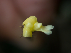 Dendrobium aloifolium