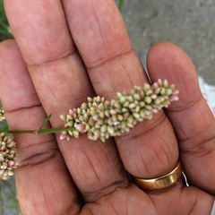 Persicaria