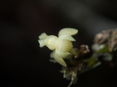 Dendrobium aloifolium